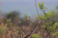 Culicivora caudacuta