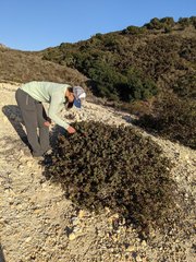 Arctostaphylos osoensis