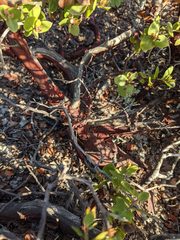 Arctostaphylos osoensis