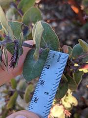 Arctostaphylos osoensis