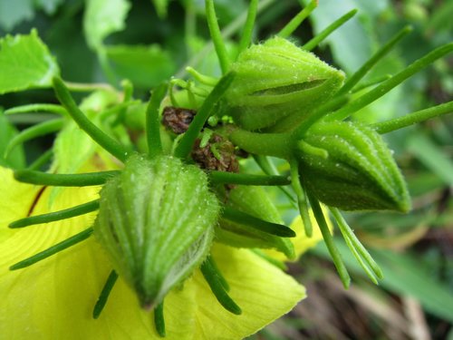 Sabdariffa brackenridgei