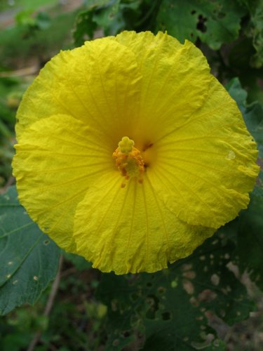 Sabdariffa brackenridgei
