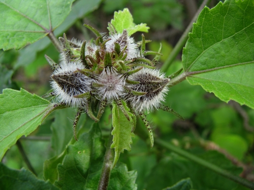Sabdariffa brackenridgei