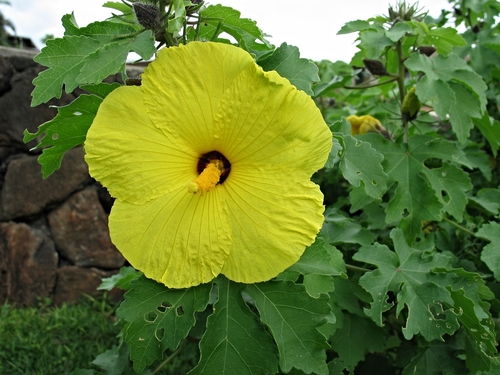 Sabdariffa brackenridgei