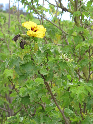 Sabdariffa brackenridgei