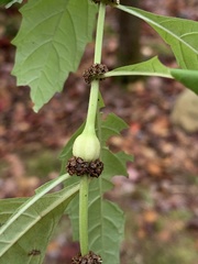 Neolasioptera lycopi