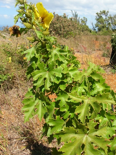 Sabdariffa brackenridgei