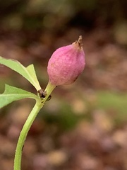 Neolasioptera lycopi