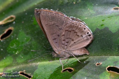 Chalodeta lypera