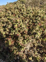 Arctostaphylos osoensis