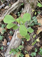 Celastrus orbiculatus