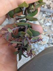 Arctostaphylos osoensis