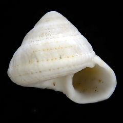 Heliacus trochoides image