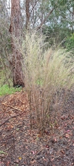 Austrostipa ramosissima
