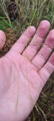 Austrostipa ramosissima