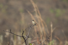 Culicivora caudacuta