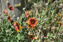 Gaillardia pulchella