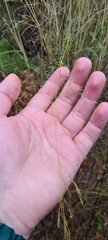 Austrostipa ramosissima