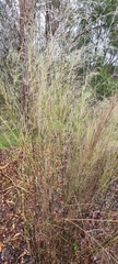 Austrostipa ramosissima