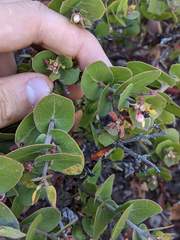 Arctostaphylos osoensis