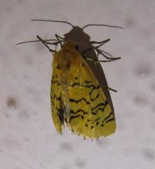 Chrysoecia atrolinea