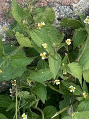 Galinsoga quadriradiata