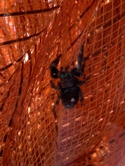 Phidippus audax