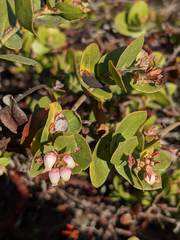 Arctostaphylos osoensis