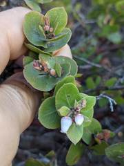 Arctostaphylos osoensis