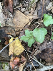 Hedera helix