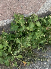 Galinsoga quadriradiata