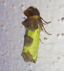 Stiria intermixta
