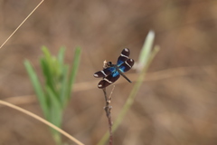 Zenithoptera lanei
