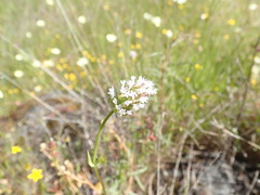 Plectritis macrocera