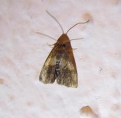 Tripudia balteata