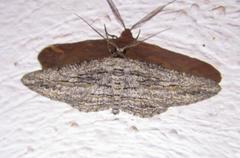 Iridopsis obliquaria