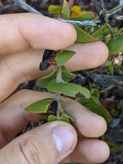 Arctostaphylos osoensis