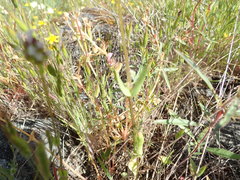 Plectritis macrocera