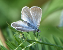 Glaucopsyche lygdamus image