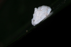 Niphopyralis