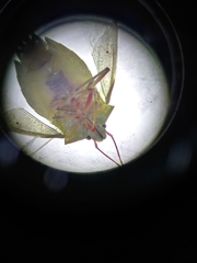 Pentatominae