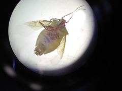 Pentatominae