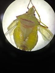 Pentatominae