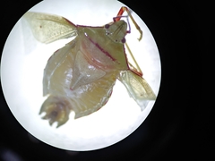 Pentatominae