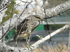 Nycticorax nycticorax