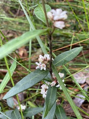 Leichhardtia suaveolens