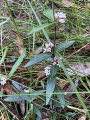 Leichhardtia suaveolens