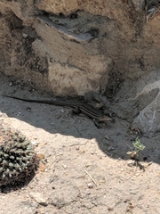 Aspidoscelis laredoensis