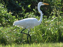 Ardea alba