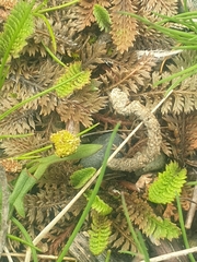 Leptinella pusilla